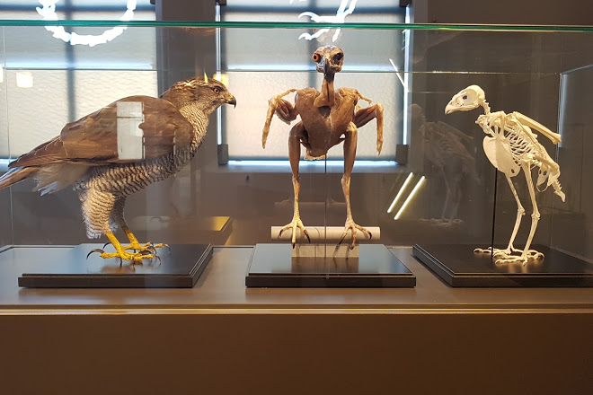 NTNU University Museum